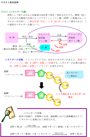 画像: 60日完成合格保証講座    講義選択型Bコース（返金保証なし）